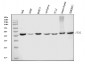 Anti-FEN1 Antibody Picoband™ (monoclonal, 6F3F2)